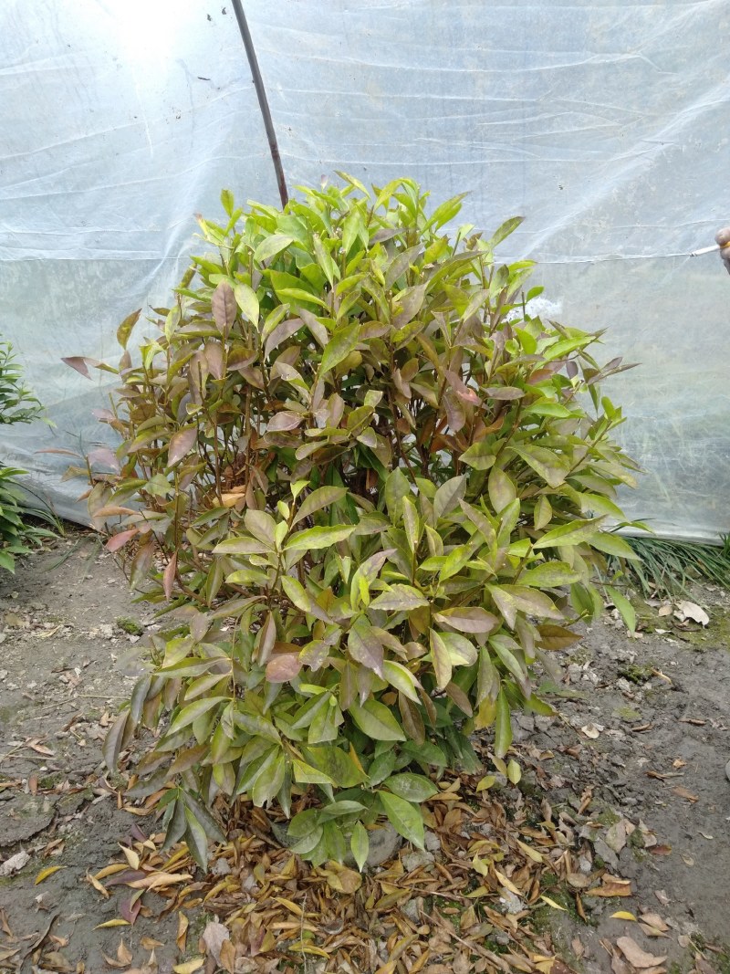 双色茉莉球，双色茉莉，50—180cm双色茉莉
