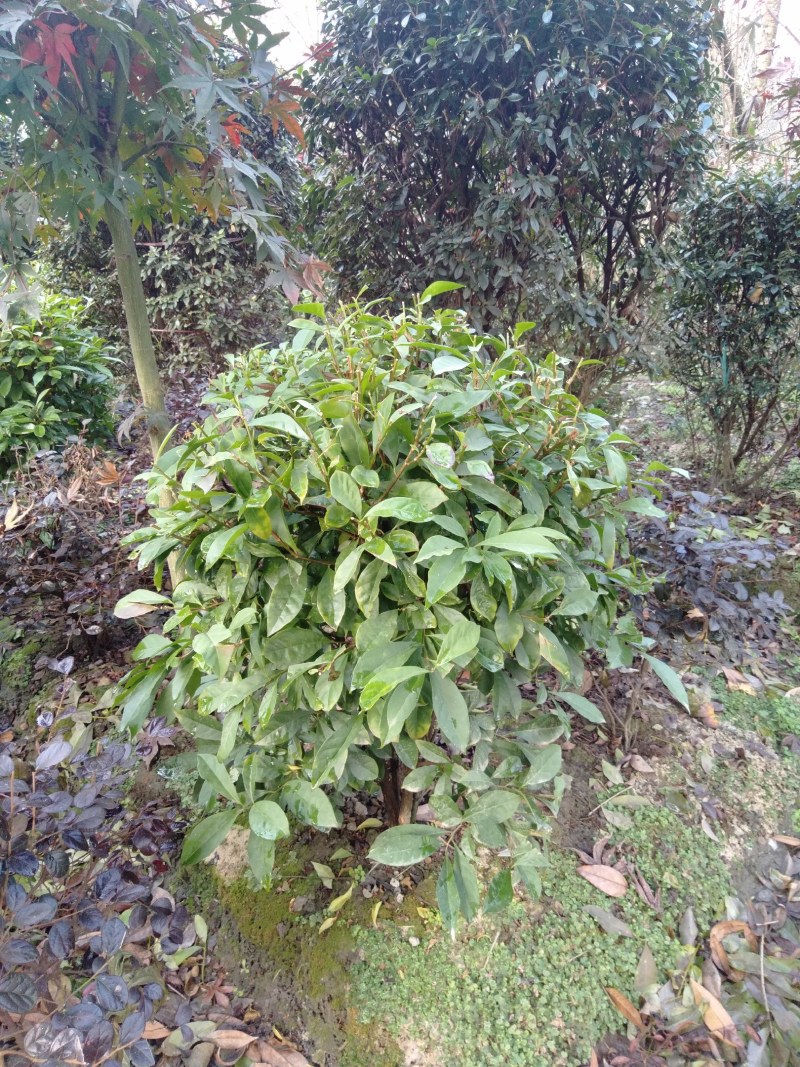 双色茉莉球，双色茉莉，50—180cm双色茉莉