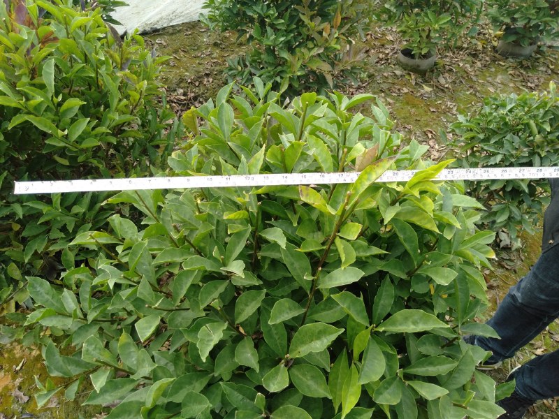 双色茉莉球，双色茉莉，50—180cm双色茉莉