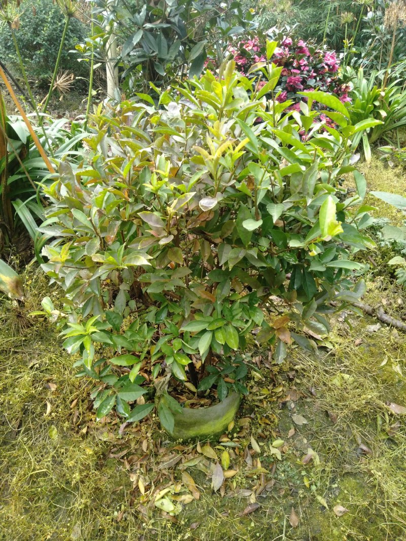 双色茉莉球，双色茉莉，50—180cm双色茉莉