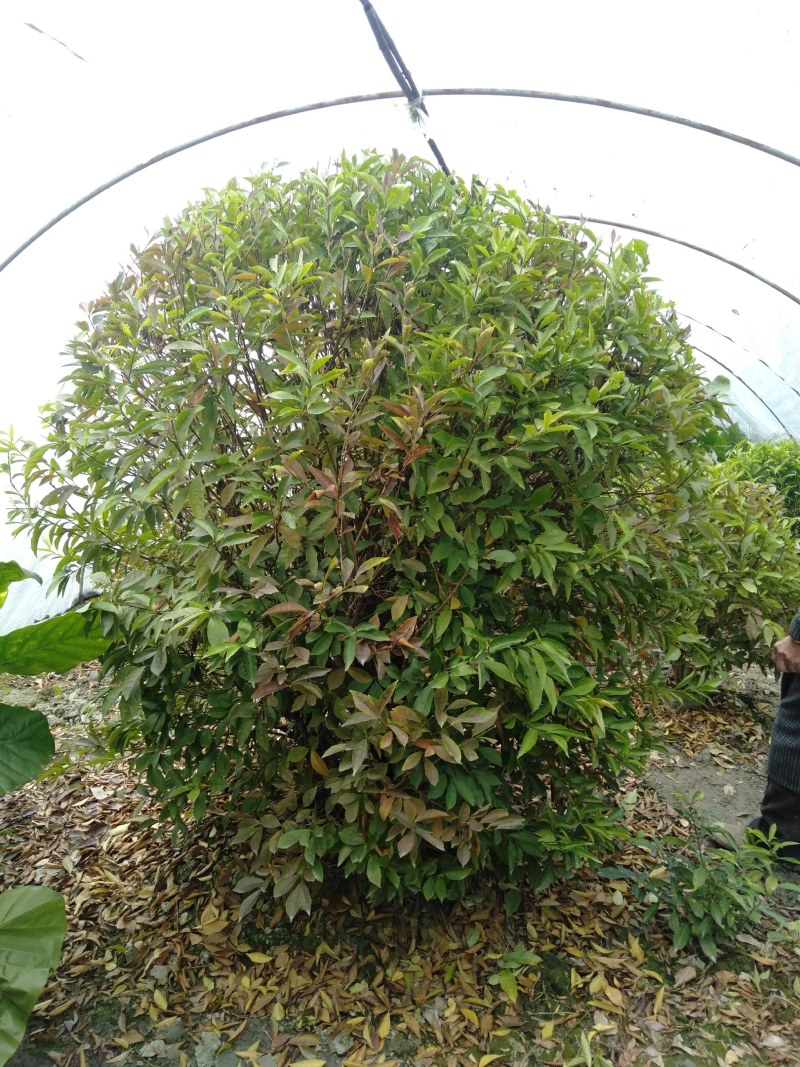 双色茉莉球，双色茉莉，50—180cm双色茉莉