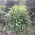 双色茉莉球，双色茉莉，50—180cm双色茉莉