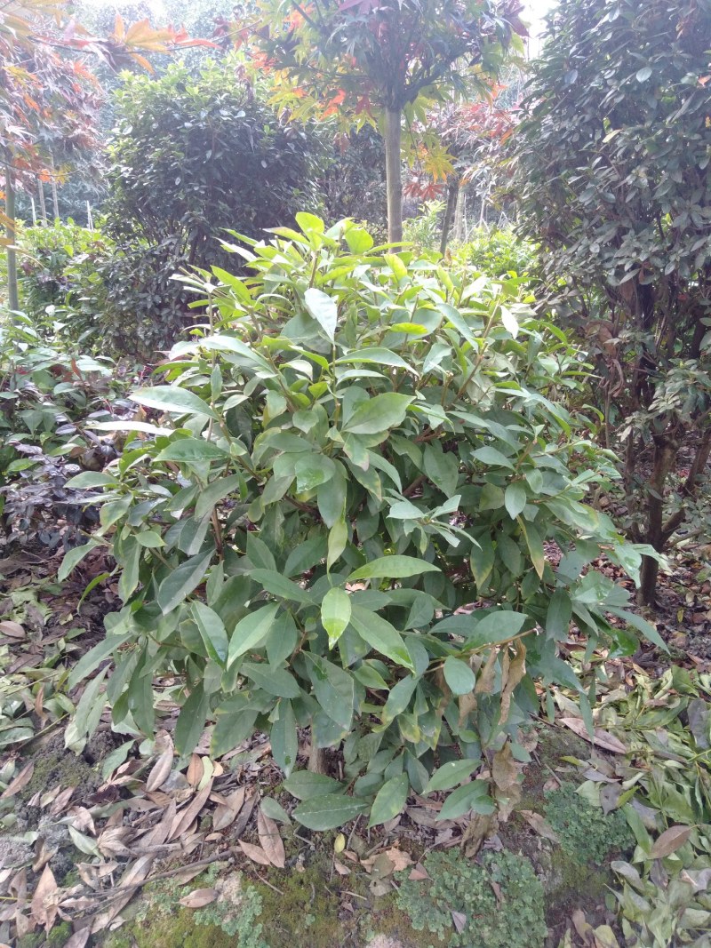 双色茉莉球，双色茉莉，50—180cm双色茉莉