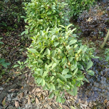 双色茉莉球，双色茉莉，50—180cm双色茉莉