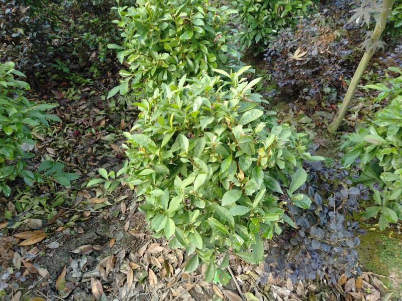 双色茉莉球，双色茉莉，50—180cm双色茉莉