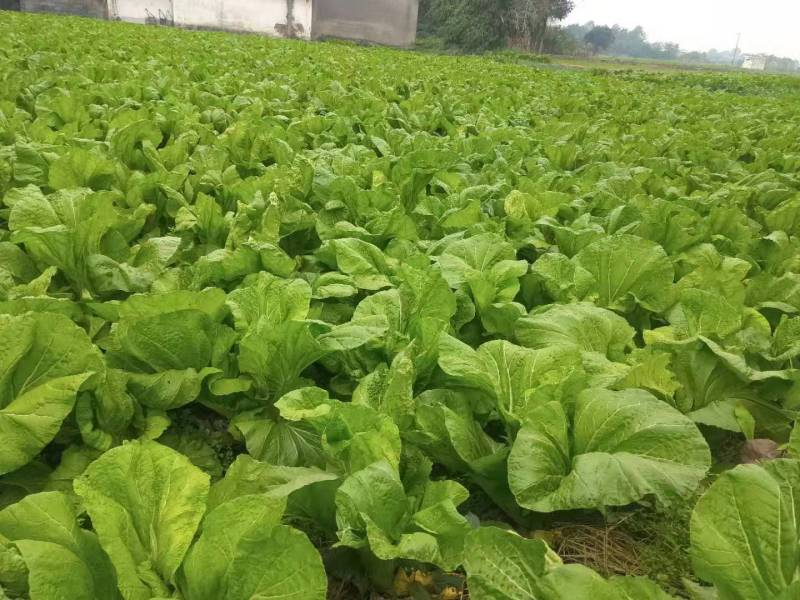芥菜(青菜)陆续上市，基地直供，一手货源，保证品质。