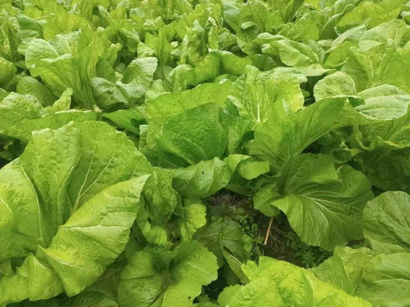 芥菜(青菜)陆续上市，基地直供，一手货源，保证品质。