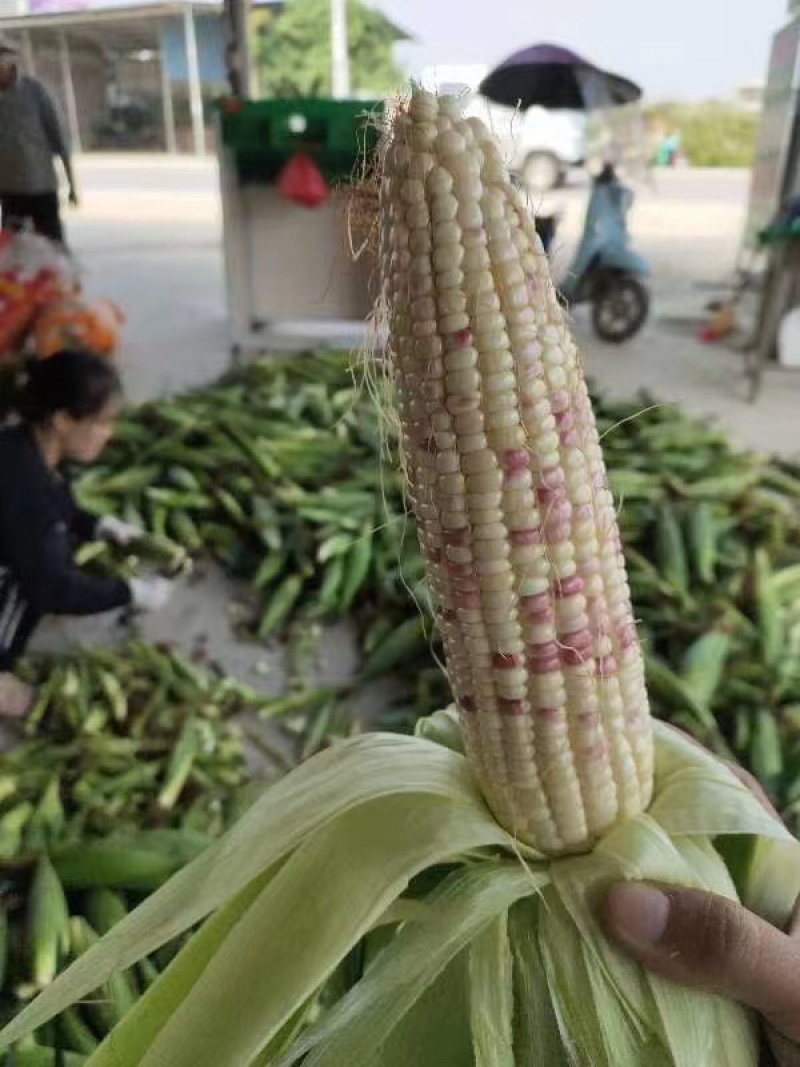 广东湛江新鲜水果糯玉米现摘现发大量有货水份充足欢迎来电