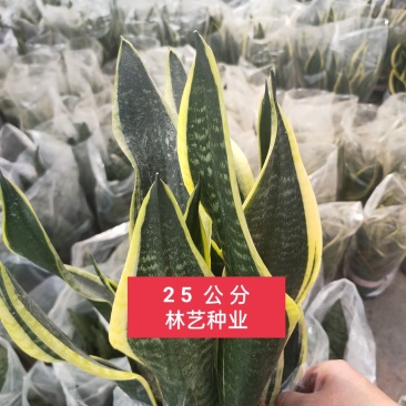 金边虎皮兰绿植吸甲醛客厅卧室办公室内花卉盆栽虎皮兰