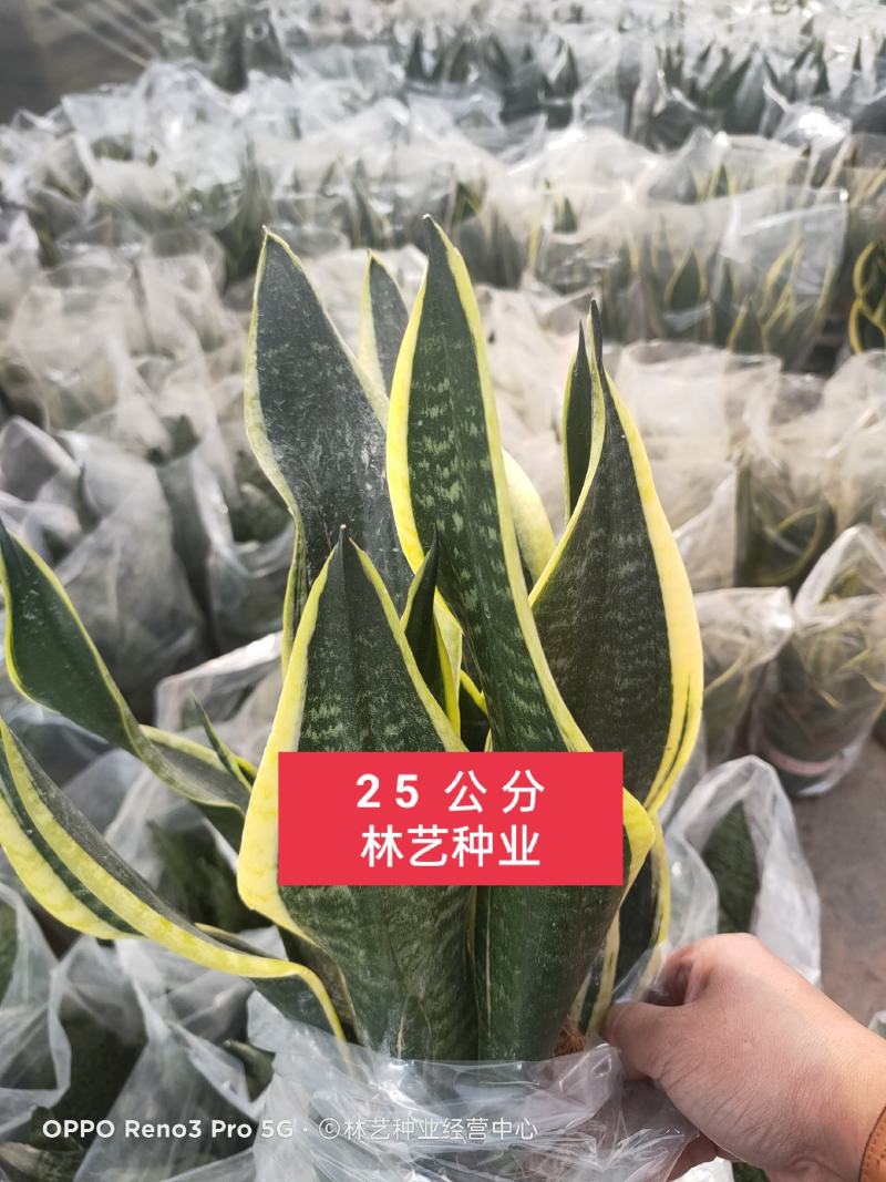 金边虎皮兰绿植吸甲醛客厅卧室办公室内花卉盆栽虎皮兰