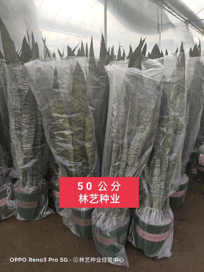 金边虎皮兰绿植吸甲醛客厅卧室办公室内花卉盆栽虎皮兰