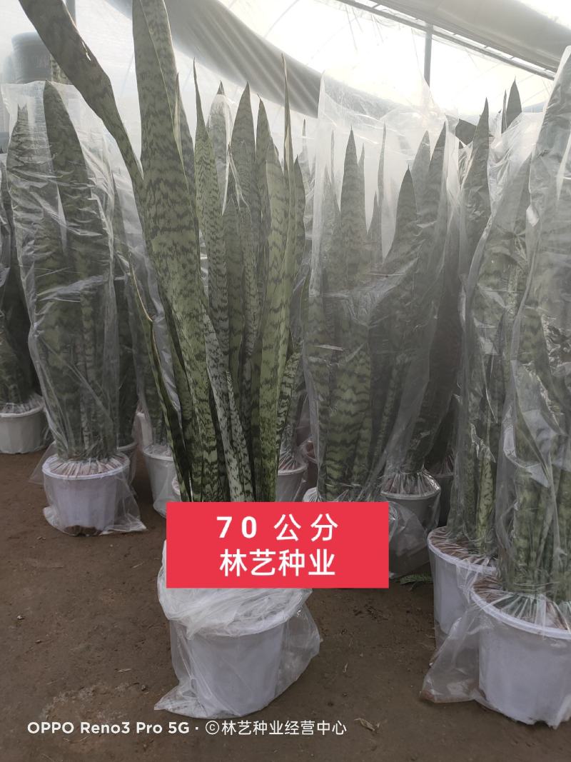 金边虎皮兰绿植吸甲醛客厅卧室办公室内花卉盆栽虎皮兰