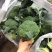 西蓝花现货湖北西蓝花大量上市产地直发可视频看货