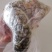 新鲜鳄鱼掌，富含丰富的胶原蛋白