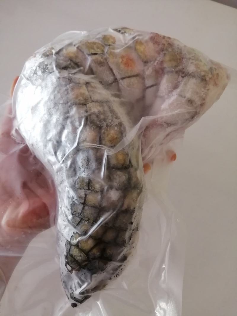 新鲜鳄鱼掌，富含丰富的胶原蛋白