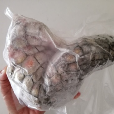 新鲜鳄鱼掌，富含丰富的胶原蛋白