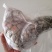 新鲜鳄鱼掌，富含丰富的胶原蛋白