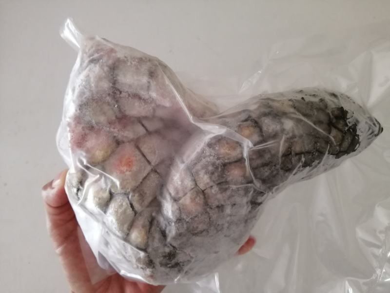 新鲜鳄鱼掌，富含丰富的胶原蛋白