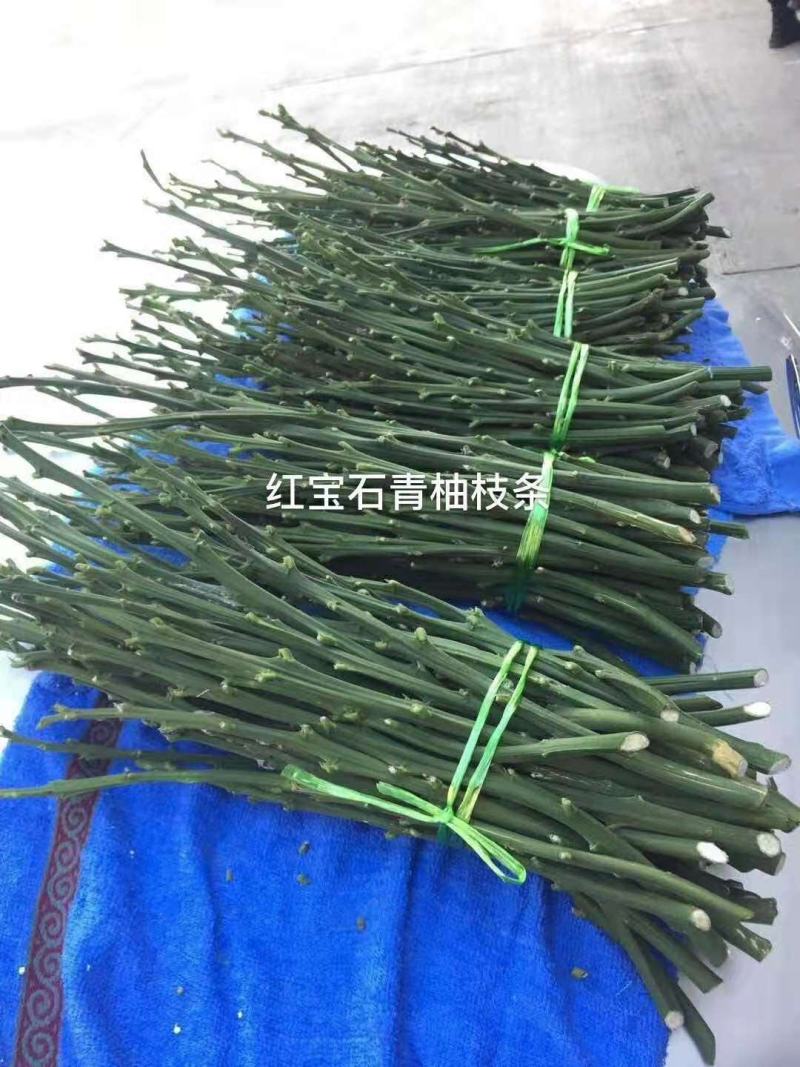 泰国红宝石青柚枝条.基地直供.母树现场剪.质量保证