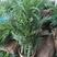 散尾葵盆栽植物凤尾竹大型绿植夏威夷竹子盆栽袖珍椰子富贵椰