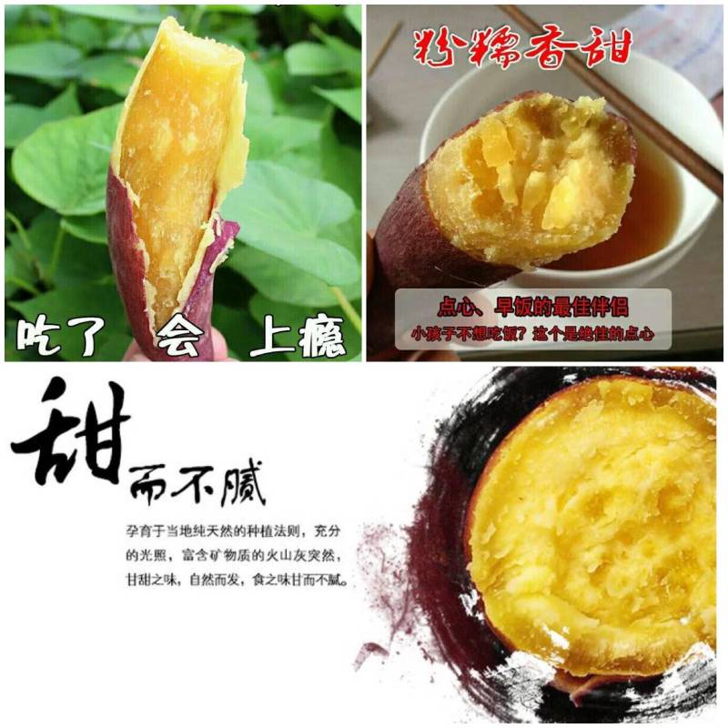 优质天目山小香薯苗心香大田苗一代脱毒大田苗