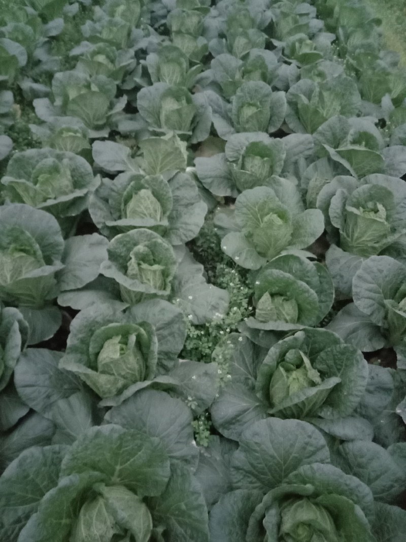 白菜145菜好价格优惠现砍现发，自家种植，产地直发，量大从优