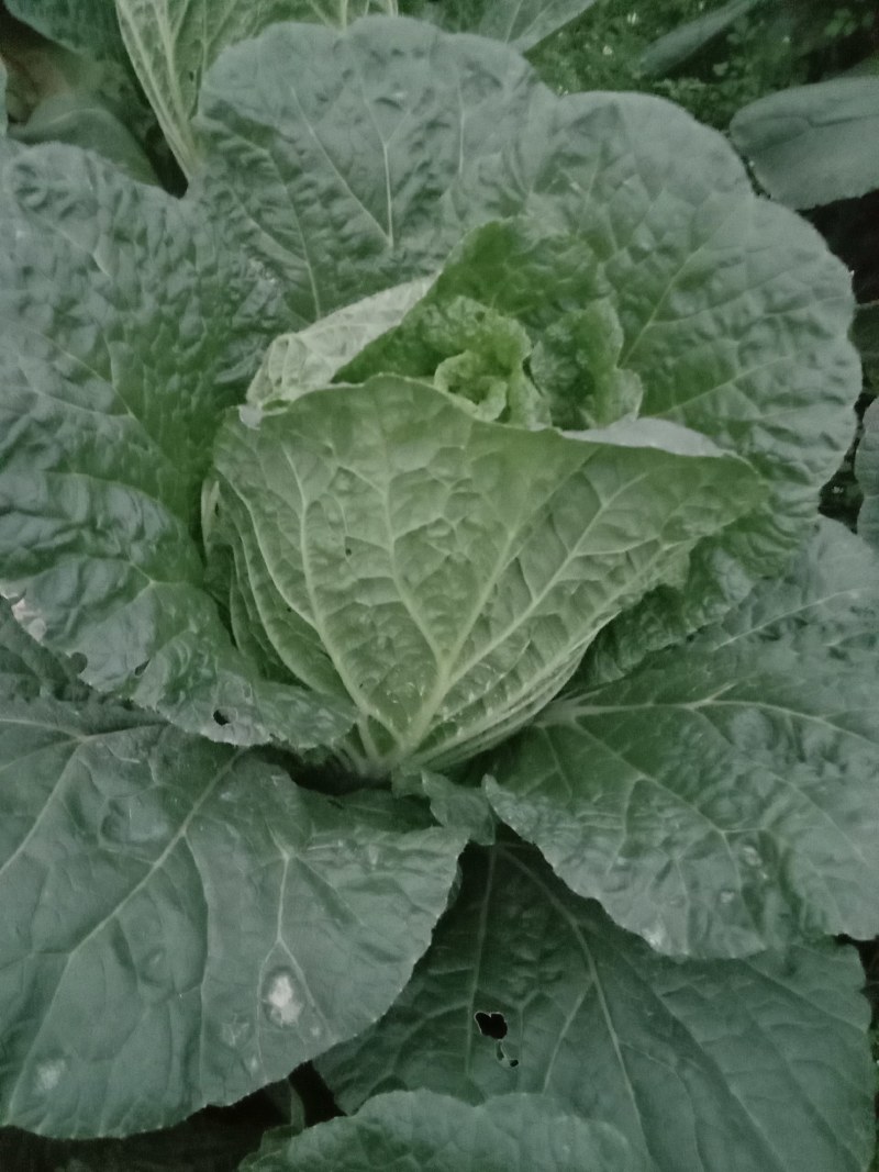 白菜145菜好价格优惠现砍现发，自家种植，产地直发，量大从优