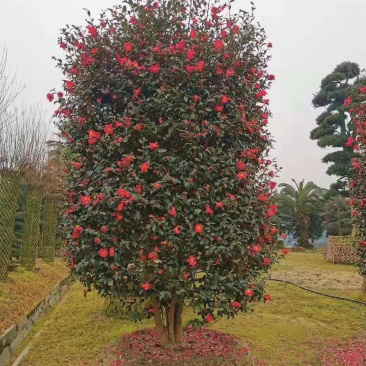 精品茶梅柱，3米高1.6米冠茶梅柱，成都茶梅柱销售
