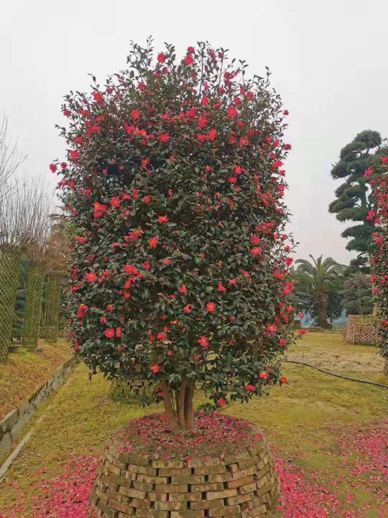 精品茶梅柱，3米高1.6米冠茶梅柱，成都茶梅柱销售