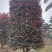 精品茶梅柱，3米高1.6米冠茶梅柱，成都茶梅柱销售