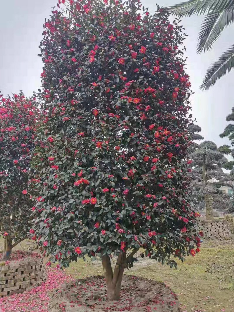 精品茶梅柱，3米高1.6米冠茶梅柱，成都茶梅柱销售