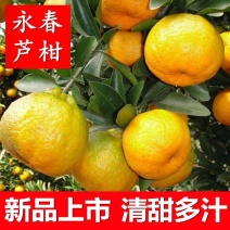 芦柑大量有货基地直供现摘现发可视频看货欢迎咨询来电