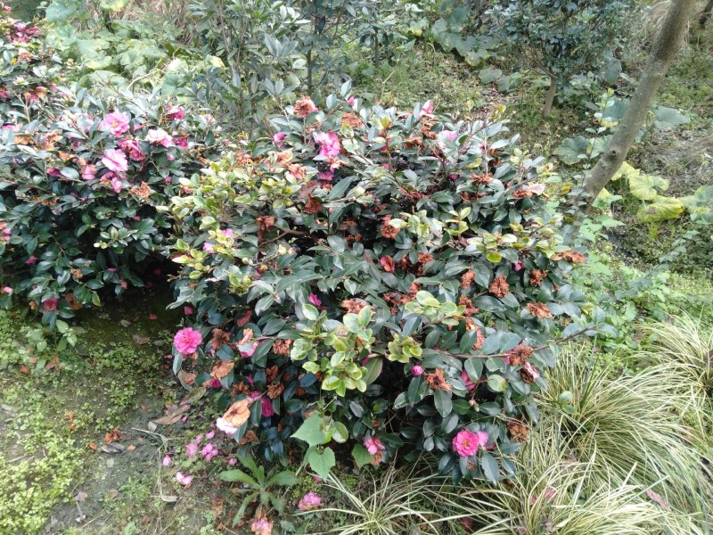 茶梅球，1米—1.8米茶梅球，成都茶梅球种植批发