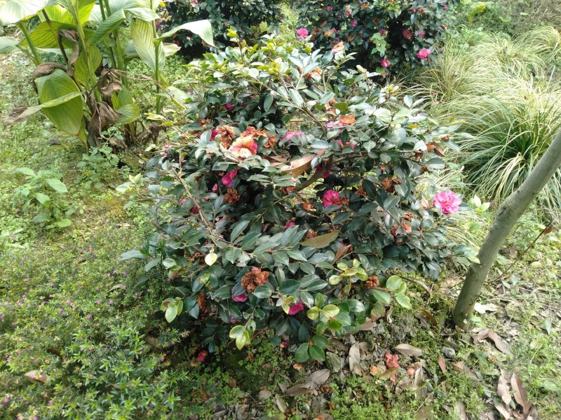 茶梅球，1米—1.8米茶梅球，成都茶梅球种植批发