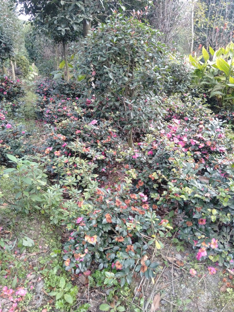 茶梅球，1米—1.8米茶梅球，成都茶梅球种植批发