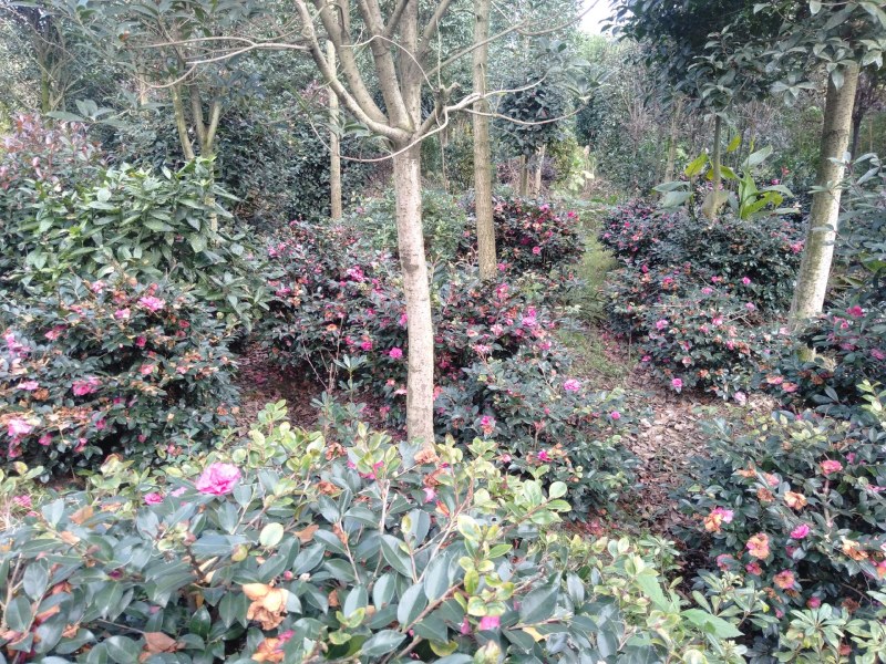 茶梅球，1米—1.8米茶梅球，成都茶梅球种植批发