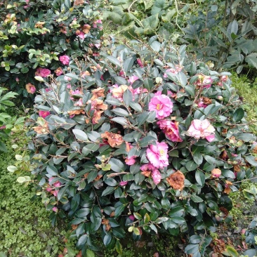 茶梅球，1米—1.8米茶梅球，成都茶梅球种植批发