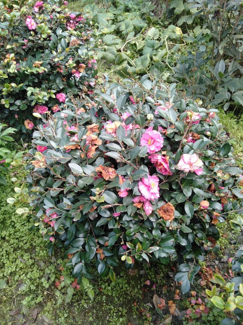 茶梅球，1米—1.8米茶梅球，成都茶梅球种植批发