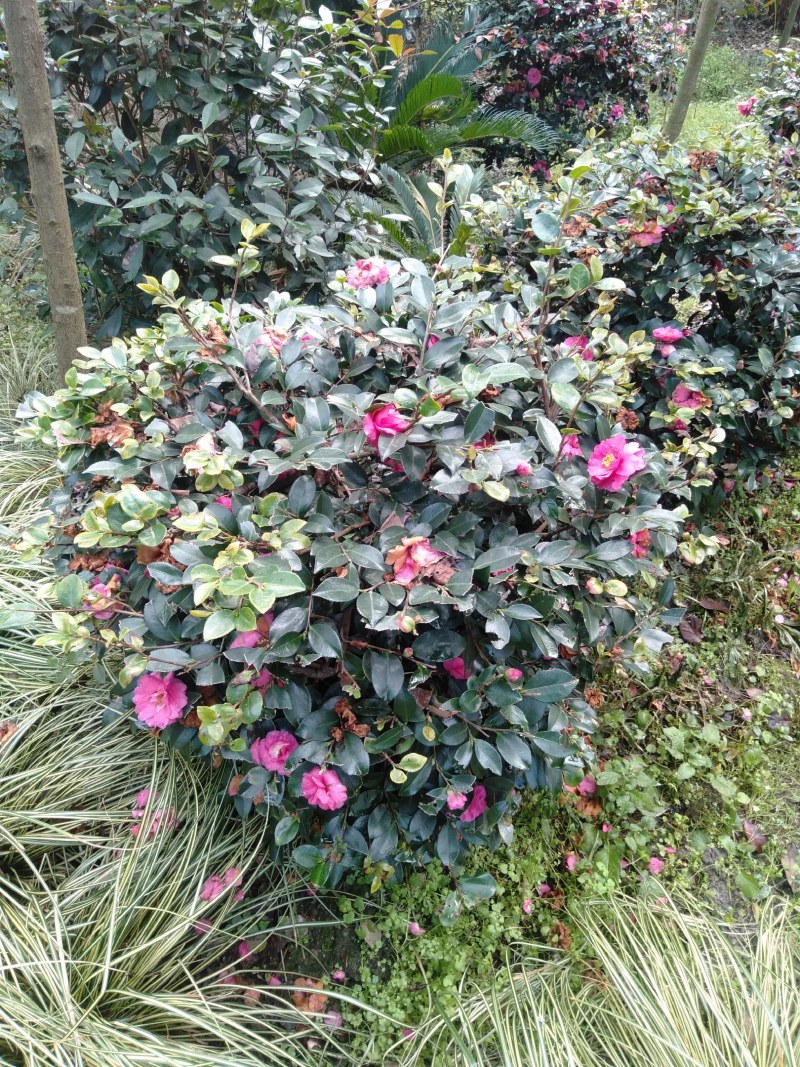 茶梅球，1米—1.8米茶梅球，成都茶梅球种植批发