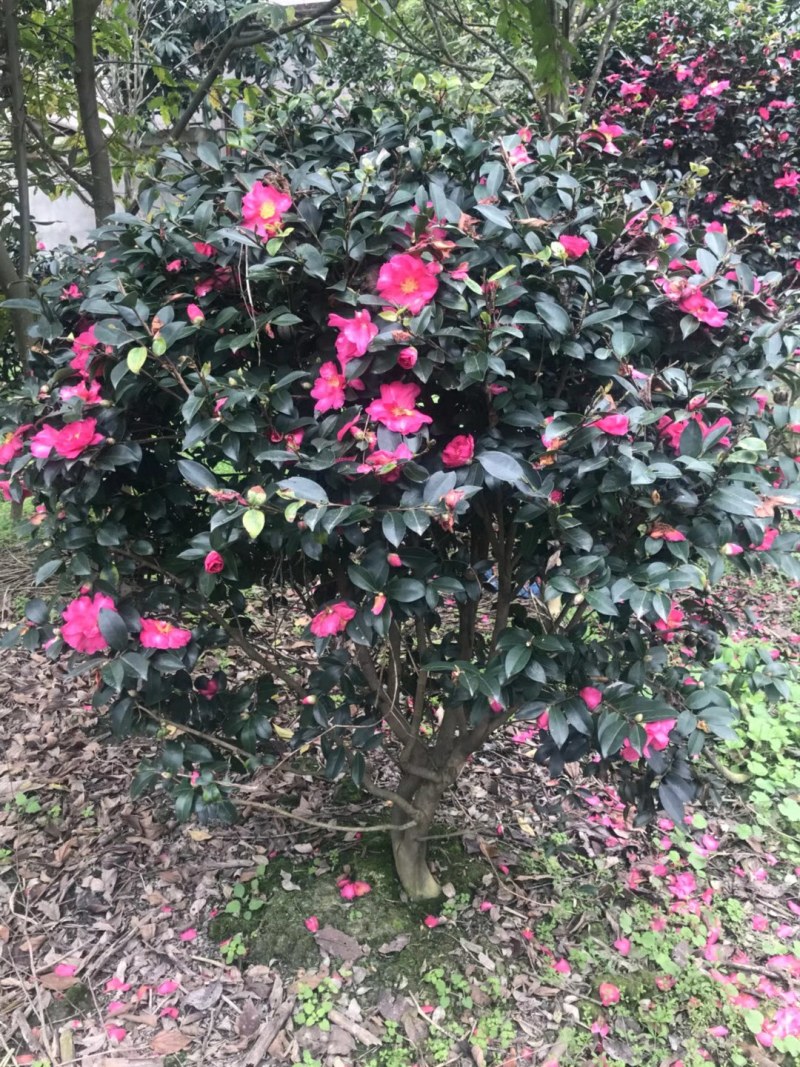茶梅球，1米—1.8米茶梅球，成都茶梅球种植批发