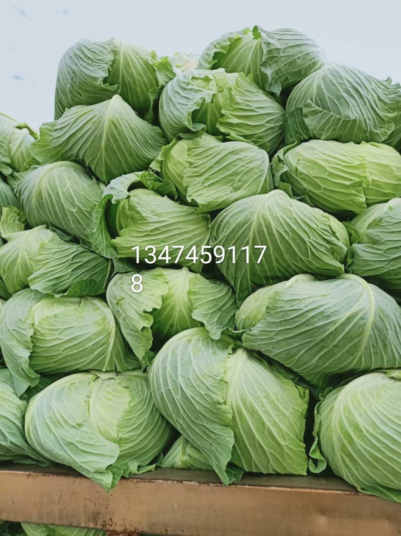 包包菜，平头，圆头，大量上市，质量好，价格低