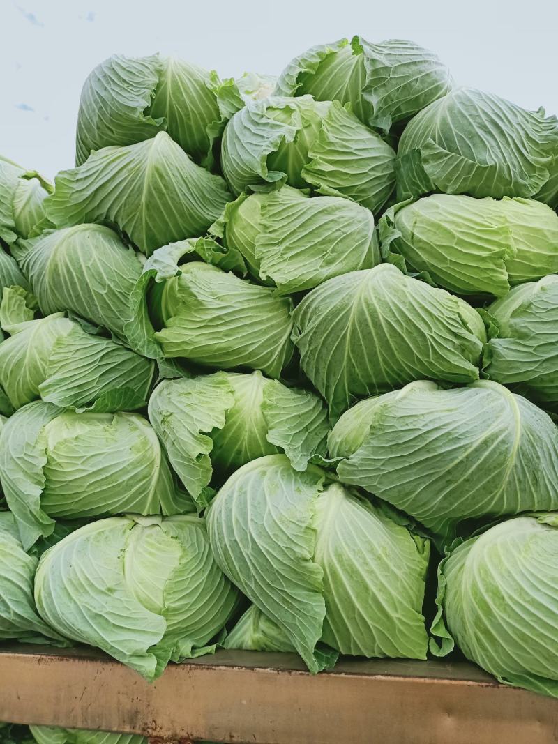 包包菜，平头，圆头，大量上市，质量好，价格低
