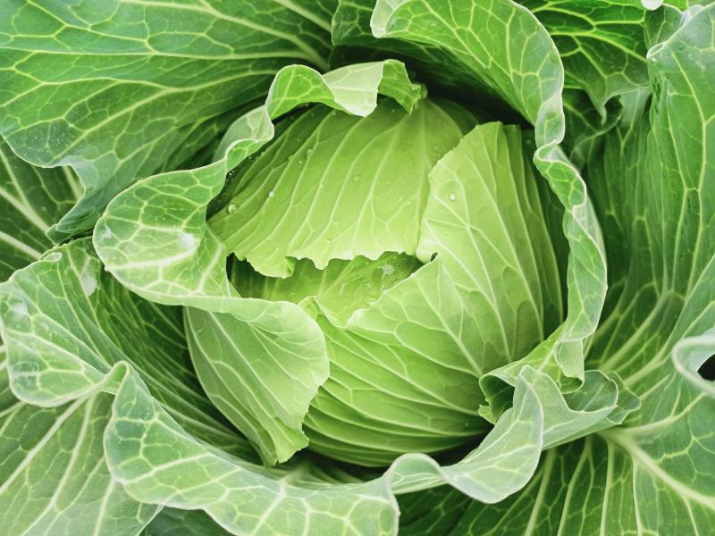 包包菜，平头，圆头，大量上市，质量好，价格低