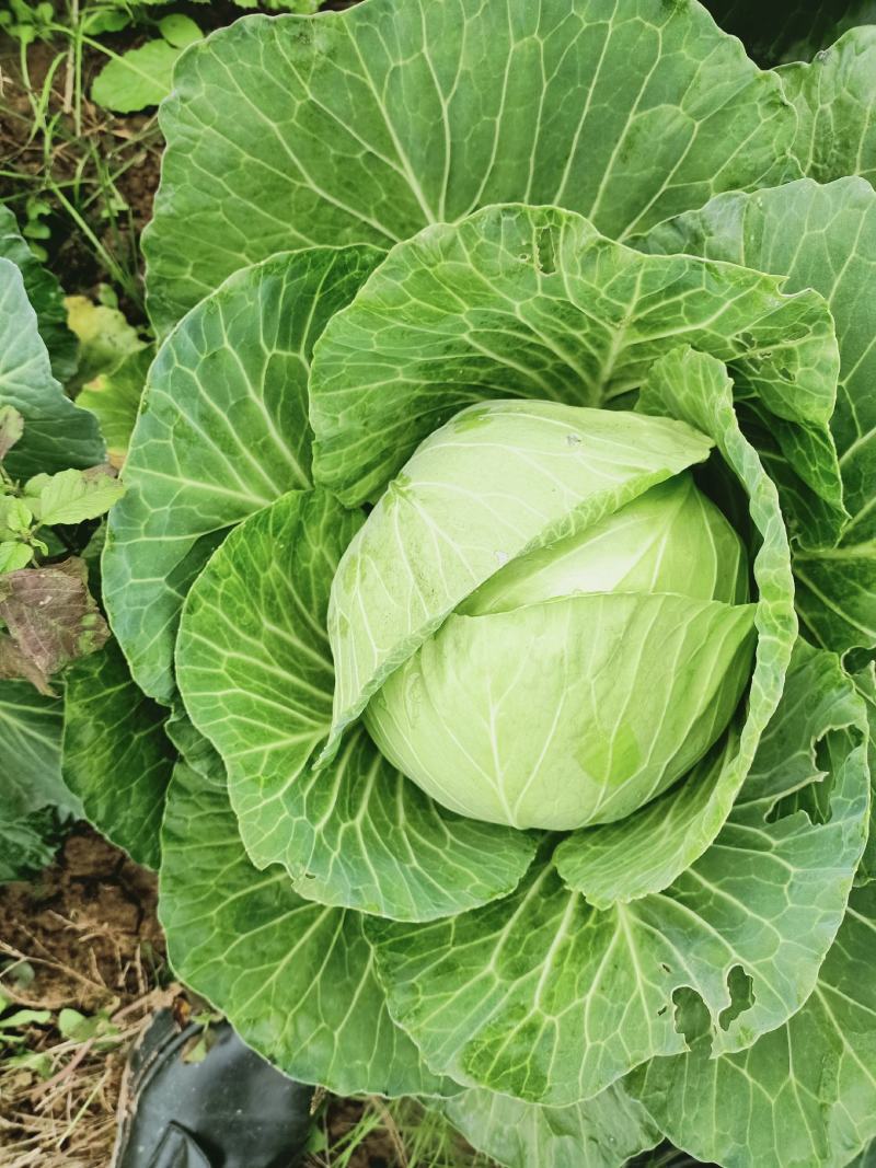 包包菜，平头，圆头，大量上市，质量好，价格低