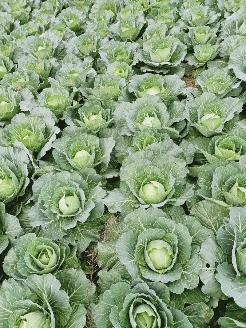 包包菜，平头，圆头，大量上市，质量好，价格低