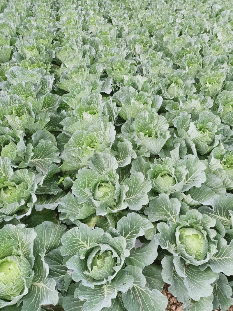包包菜，平头，圆头，大量上市，质量好，价格低