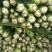 芹菜大量供应欢迎光临