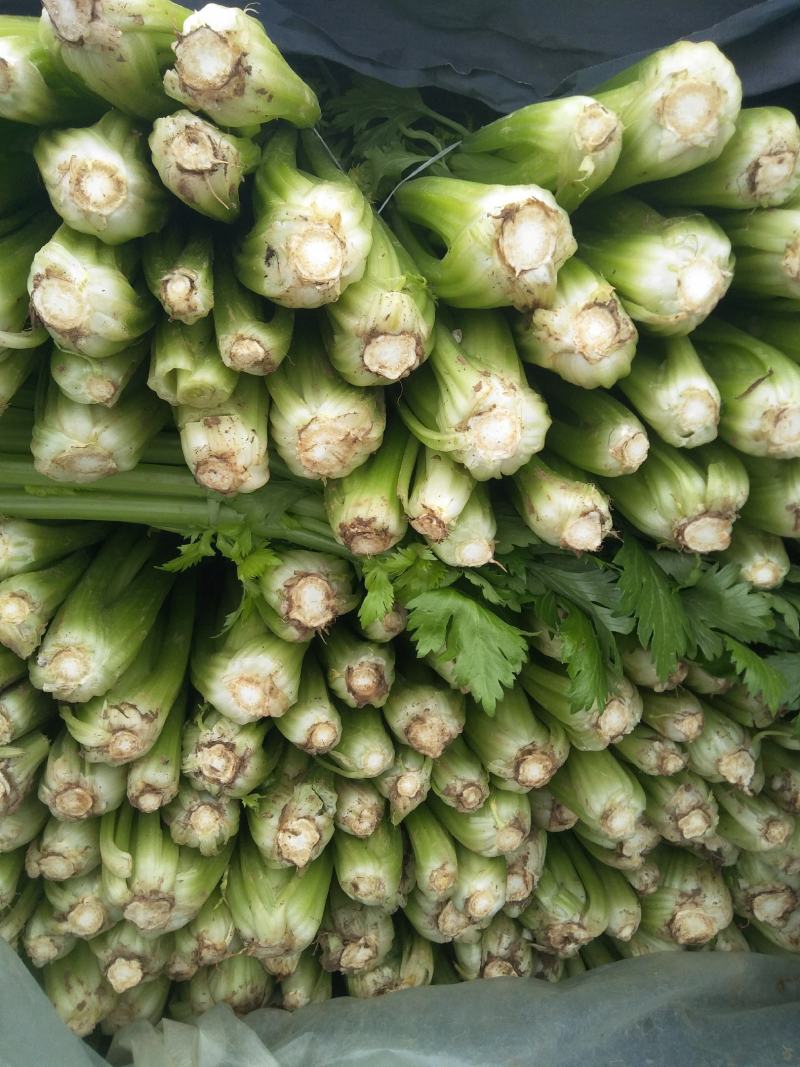 芹菜大量供应欢迎光临