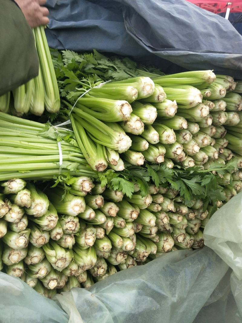 芹菜大量供应欢迎光临