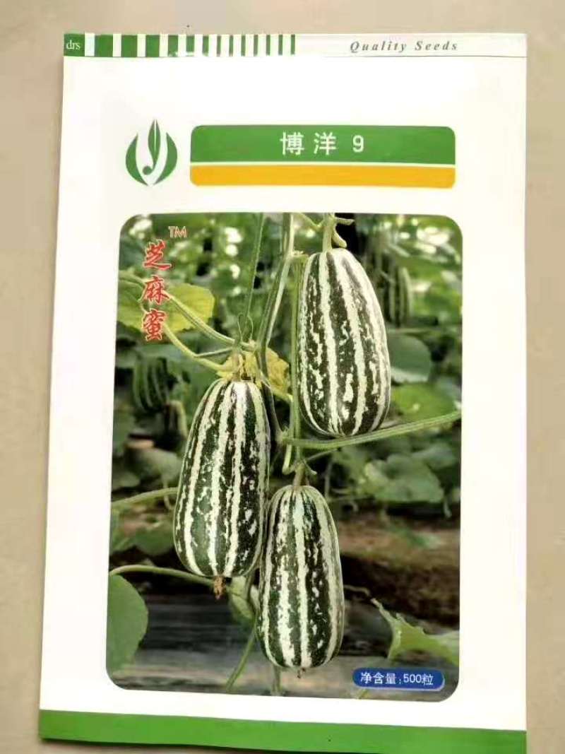 甜瓜苗博洋9甜瓜苗嫁接甜瓜苗博洋91